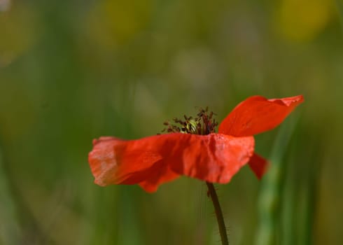 A stunning red poppy flower dances softly in a lush green meadow under the warm sunlight of spring.