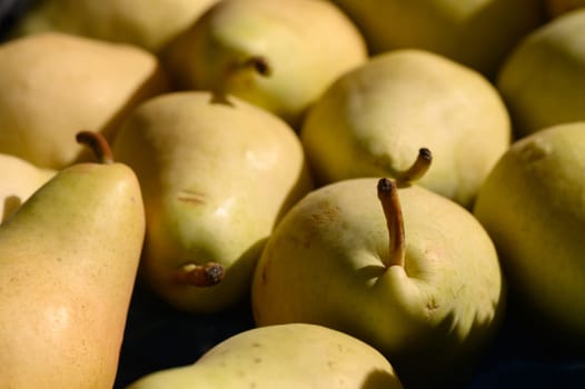 Golden-green pears glisten in the sunlight, showcasing their smooth skin and ripeness, ready for harvest.