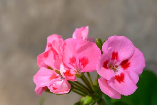 Vibrant pink geraniums flourish in a lush garden, catching soft sunlight on a serene afternoon in spring.