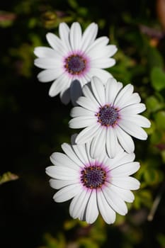 Three stunning white daisies with purple centers thrive in a vibrant garden, showcasing nature's delicate beauty.