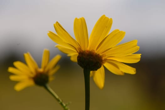Yellow petals brighten the green field as two flowers stand tall, basking in the warmth of a sunny afternoon.