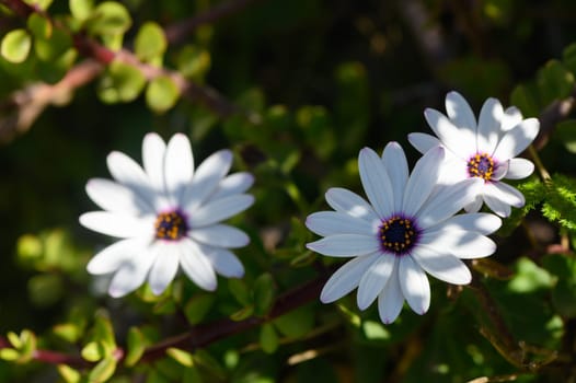 Delicate white daisies bask in bright sunlight, surrounded by lush greenery, inviting a moment of tranquil beauty.