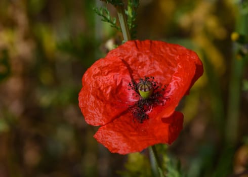 A brilliant red poppy stands out against a backdrop of golden grasses, basking in the warm sun of summer.