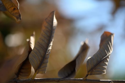 Sunlight dances on dried leaves resting gently on a twig, evoking a serene mood and the beauty of autumn.