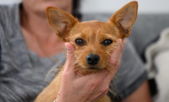 A person tenderly holds a small dog in their hands, sharing a warm and affectionate moment together.