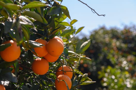 Sunlight bathes vibrant orange fruits in a lush grove, highlighting their freshness and abundance amid greenery.