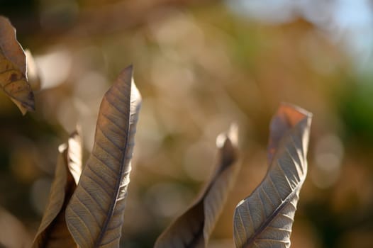 Leaves shimmer in the sunlight, capturing the essence of autumn as they sway gently, embodying nature's serenity.