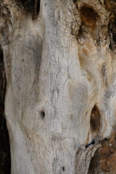Close-up view of a weathered tree trunk showcasing stunning natural textures and patterns under warm daylight.