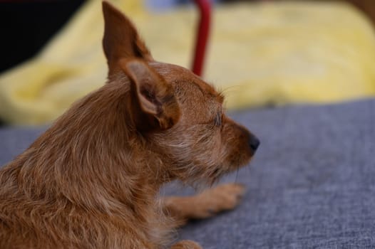 A small dog relaxes comfortably on a soft couch, enjoying the cozy ambiance of the room.