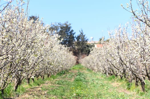 Fragrant white blooms adorn the flourishing orchard, inviting exploration beneath the bright spring sun and clear skies.