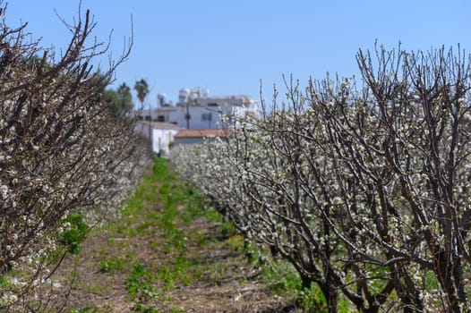 Rows of flowering trees stretch towards the horizon, inviting serenity and beauty in the warm spring sunlight.