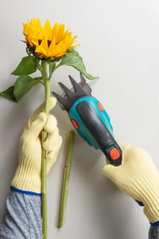Gardening gloves and pruning shears for pruning sunflowers.