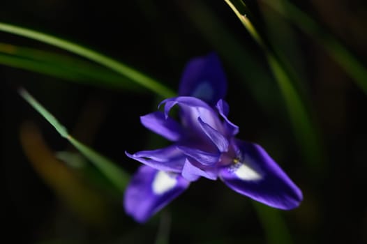 A stunning purple flower opens gracefully amidst the dark green leaves, illuminated softly by moonlight.