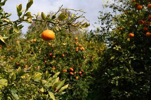 A lush orchard thrives with orange trees, their branches heavy with ripe fruit under a bright, inviting sky.