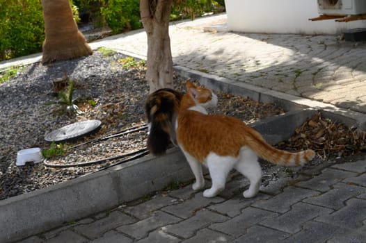 Two curious cats wander through a bright garden, investigating their surroundings under the warm sunlight.