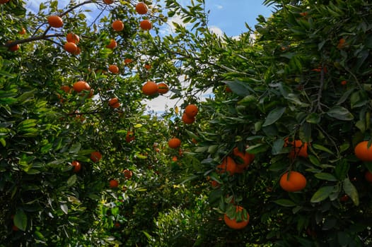 Ripening oranges dangle from verdant trees, swaying gently in the soft breeze, inviting a joyful harvest.