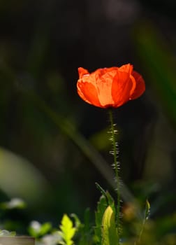 A striking red poppy blossoms under the gentle rays of sunlight, enhancing the serenity of a picturesque meadow.