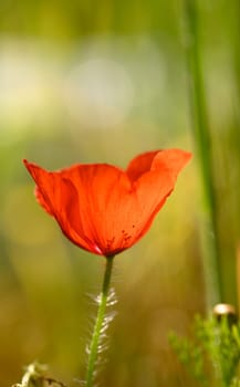 A single bright red poppy flourishes amidst green grasses, illuminated by soft golden sunlight, evoking tranquility.