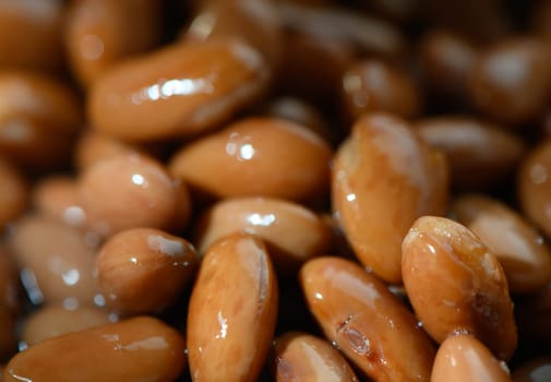 Close up of roasted almonds glistening under natural light, emphasizing their rich colors and unique textures.