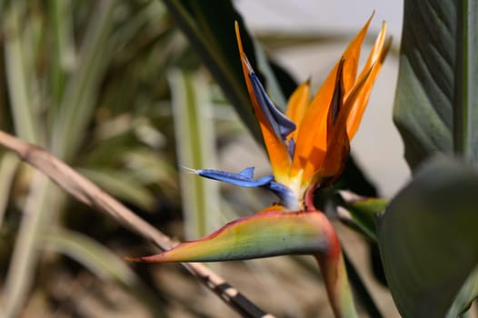 A striking flower showcases vivid orange and blue hues, nestled in a lush tropical setting during bright daylight.