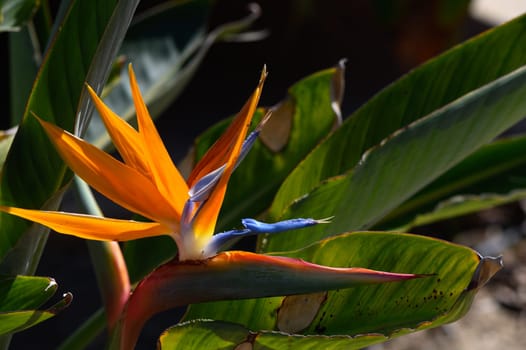 Bright orange and blue petals unveil a stunning bird of paradise flower amidst verdant leaves in a serene garden.