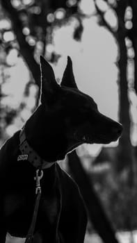 Doberman puppy in the winter forest. six month old puppy. Doberman pinned and wearing a collar.winter sunny forest