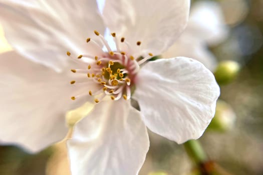 Spring Blossom Macro Photography.A detailed close-up photograph of a delicate white spring flower in full bloom, highlighting its intricate petals and stamens. The image showcases the natural beauty of spring against a soft, blurred background, perfect for celebrating the vibrant colors and textures of the season.