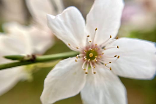 Spring Blossom Macro Photography.A detailed close-up photograph of a delicate white spring flower in full bloom, highlighting its intricate petals and stamens. The image showcases the natural beauty of spring against a soft, blurred background, perfect for celebrating the vibrant colors and textures of the season.