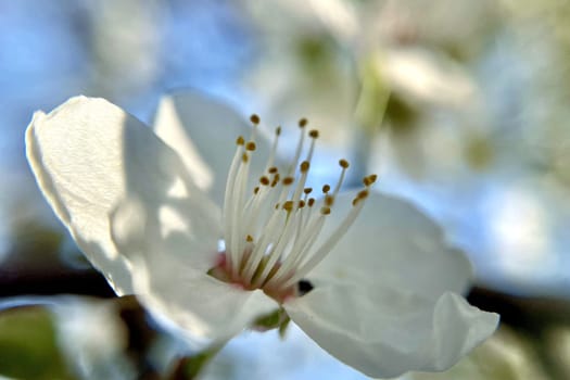 Spring Blossom Macro Photography.A detailed close-up photograph of a delicate white spring flower in full bloom, highlighting its intricate petals and stamens. The image showcases the natural beauty of spring against a soft, blurred background, perfect for celebrating the vibrant colors and textures of the season.
