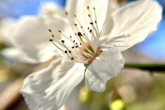 Spring Blossom Macro Photography.A detailed close-up photograph of a delicate white spring flower in full bloom, highlighting its intricate petals and stamens. The image showcases the natural beauty of spring against a soft, blurred background, perfect for celebrating the vibrant colors and textures of the season.