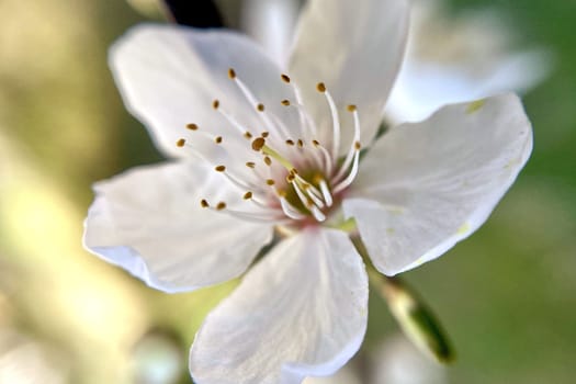 Spring Blossom Macro Photography.A detailed close-up photograph of a delicate white spring flower in full bloom, highlighting its intricate petals and stamens. The image showcases the natural beauty of spring against a soft, blurred background, perfect for celebrating the vibrant colors and textures of the season.