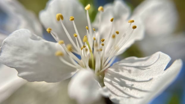 Spring Blossom Macro Photography.A detailed close-up photograph of a delicate white spring flower in full bloom, highlighting its intricate petals and stamens. The image showcases the natural beauty of spring against a soft, blurred background, perfect for celebrating the vibrant colors and textures of the season.