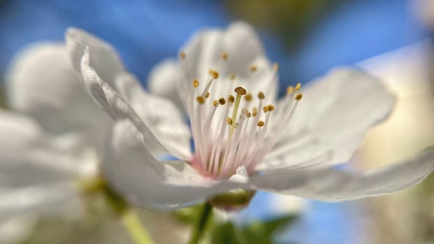 Spring Blossom Macro Photography.A detailed close-up photograph of a delicate white spring flower in full bloom, highlighting its intricate petals and stamens. The image showcases the natural beauty of spring against a soft, blurred background, perfect for celebrating the vibrant colors and textures of the season.