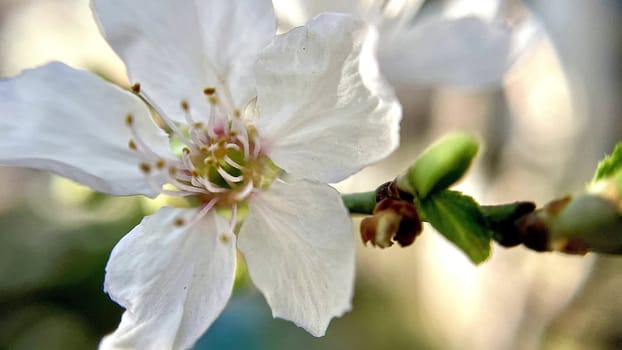 Spring Blossom Macro Photography.A detailed close-up photograph of a delicate white spring flower in full bloom, highlighting its intricate petals and stamens. The image showcases the natural beauty of spring against a soft, blurred background, perfect for celebrating the vibrant colors and textures of the season.
