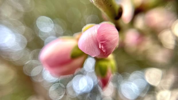 Spring Blossom Macro Photography.A detailed close-up photograph of a delicate white spring flower in full bloom, highlighting its intricate petals and stamens. The image showcases the natural beauty of spring against a soft, blurred background, perfect for celebrating the vibrant colors and textures of the season.