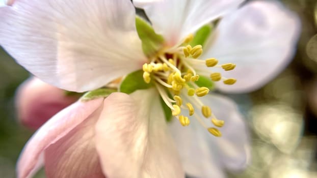 Spring Blossom Macro Photography.A detailed close-up photograph of a delicate white spring flower in full bloom, highlighting its intricate petals and stamens. The image showcases the natural beauty of spring against a soft, blurred background, perfect for celebrating the vibrant colors and textures of the season.