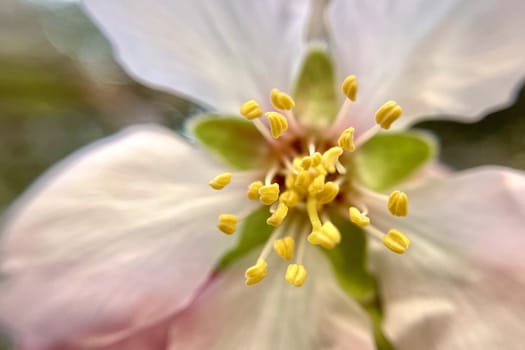 Spring Blossom Macro Photography.A detailed close-up photograph of a delicate white spring flower in full bloom, highlighting its intricate petals and stamens. The image showcases the natural beauty of spring against a soft, blurred background, perfect for celebrating the vibrant colors and textures of the season.