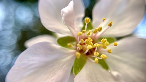 Spring Blossom Macro Photography.A detailed close-up photograph of a delicate white spring flower in full bloom, highlighting its intricate petals and stamens. The image showcases the natural beauty of spring against a soft, blurred background, perfect for celebrating the vibrant colors and textures of the season.