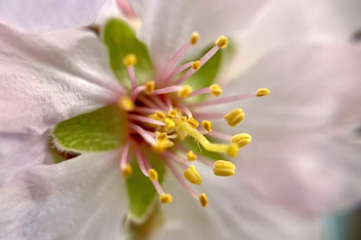 Spring Blossom Macro Photography.A detailed close-up photograph of a delicate white spring flower in full bloom, highlighting its intricate petals and stamens. The image showcases the natural beauty of spring against a soft, blurred background, perfect for celebrating the vibrant colors and textures of the season.
