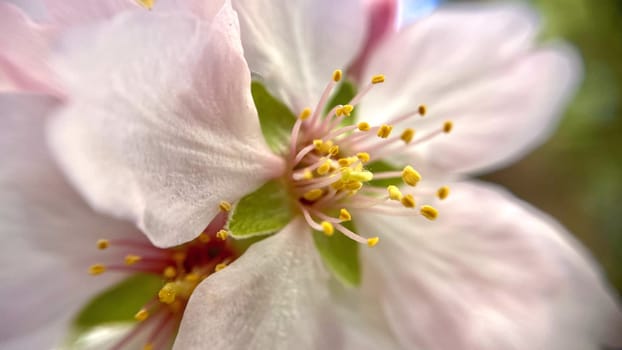 Spring Blossom Macro Photography.A detailed close-up photograph of a delicate white spring flower in full bloom, highlighting its intricate petals and stamens. The image showcases the natural beauty of spring against a soft, blurred background, perfect for celebrating the vibrant colors and textures of the season.