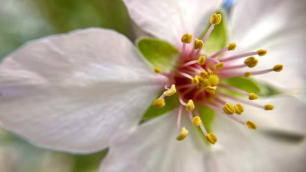 Spring Blossom Macro Photography.A detailed close-up photograph of a delicate white spring flower in full bloom, highlighting its intricate petals and stamens. The image showcases the natural beauty of spring against a soft, blurred background, perfect for celebrating the vibrant colors and textures of the season.