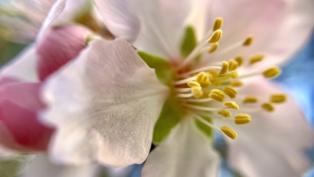 Spring Blossom Macro Photography.A detailed close-up photograph of a delicate white spring flower in full bloom, highlighting its intricate petals and stamens. The image showcases the natural beauty of spring against a soft, blurred background, perfect for celebrating the vibrant colors and textures of the season.