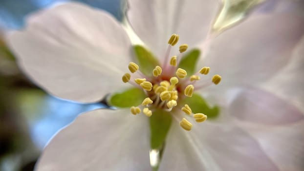Spring Blossom Macro Photography.A detailed close-up photograph of a delicate white spring flower in full bloom, highlighting its intricate petals and stamens. The image showcases the natural beauty of spring against a soft, blurred background, perfect for celebrating the vibrant colors and textures of the season.