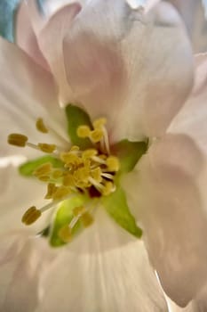 Spring Blossom Macro Photography.A detailed close-up photograph of a delicate white spring flower in full bloom, highlighting its intricate petals and stamens. The image showcases the natural beauty of spring against a soft, blurred background, perfect for celebrating the vibrant colors and textures of the season.
