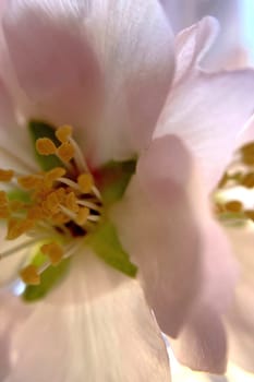 Spring Blossom Macro Photography.A detailed close-up photograph of a delicate white spring flower in full bloom, highlighting its intricate petals and stamens. The image showcases the natural beauty of spring against a soft, blurred background, perfect for celebrating the vibrant colors and textures of the season.