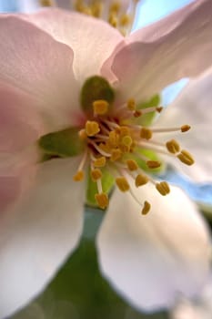 Spring Blossom Macro Photography.A detailed close-up photograph of a delicate white spring flower in full bloom, highlighting its intricate petals and stamens. The image showcases the natural beauty of spring against a soft, blurred background, perfect for celebrating the vibrant colors and textures of the season.