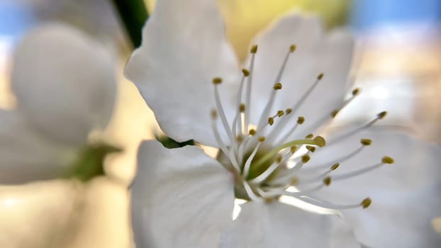 Spring Blossom Macro Photography.A detailed close-up photograph of a delicate white spring flower in full bloom, highlighting its intricate petals and stamens. The image showcases the natural beauty of spring against a soft, blurred background, perfect for celebrating the vibrant colors and textures of the season.