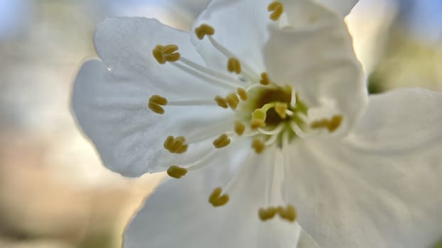 Spring Blossom Macro Photography.A detailed close-up photograph of a delicate white spring flower in full bloom, highlighting its intricate petals and stamens. The image showcases the natural beauty of spring against a soft, blurred background, perfect for celebrating the vibrant colors and textures of the season.
