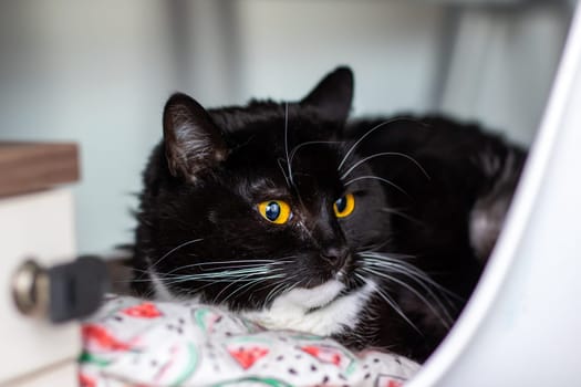 A sleek black cat with striking yellow eyes is intently observing the camera, showcasing its curious nature and captivating gaze