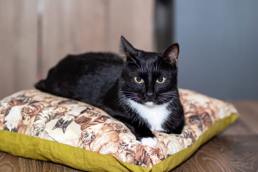 A black and white cat is comfortably laying on a soft, fluffy pillow, enjoying a peaceful moment of rest and relaxation